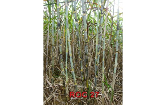 Mía giống Roc 27